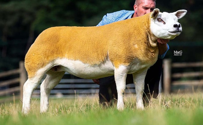 Corbo flock leads Texel gimmers at 13,000gns