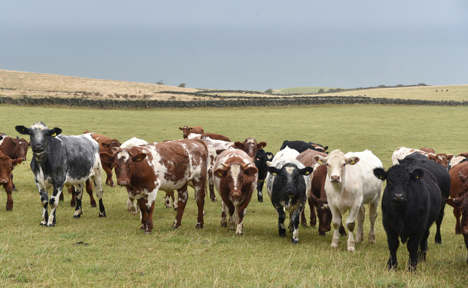 Spring Farm finishes around 350 store cattle a year, 90% of which are Beef Shorthorns. Spring Farm finishes around 350 store cattle a year, 90% of which are Beef Shorthorns.