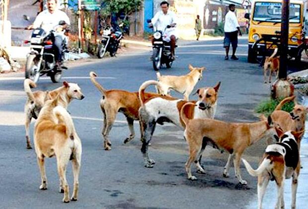 South Korean President urges end to cooking dog meat