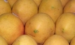 US market presents exciting opportunities for NT mango growers