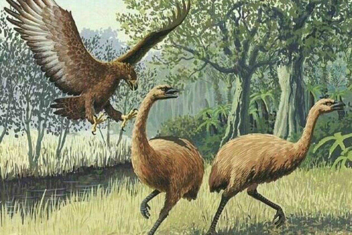 Colossal plan: Moa to walk the Earth again by 2033