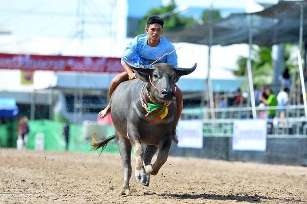 Asia Album: Buffalo racing festival in Chonburi, Thailand