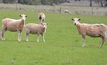 A review of dystocia in sheep has revealed lambing difficulties represent a big cost to the industry.