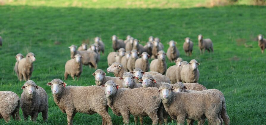 The Green Sheep Project was announced in late September and is set to formally kick off earlier next year. 