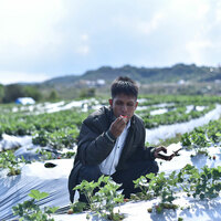 Meghalaya government launches Strawberry Festival 2025 edition on May 2