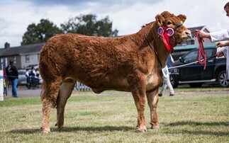 Limousin heifer crowned supreme at Dumfries Show