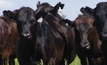 All genetics not equal in first-cross Wagyu breeding