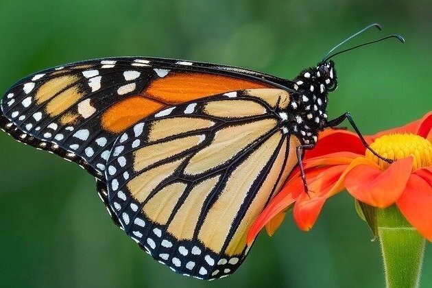 As monarch butterflies repopulate, expert calls for more habitat in MD   