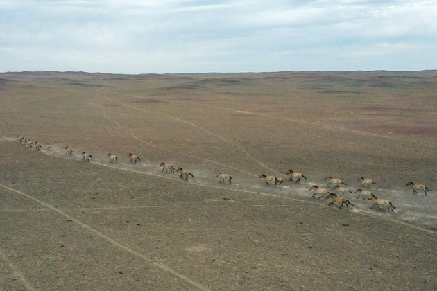(EcoChina)CHINA-PRZEWALSKI'S HORSES-POPULATION-GROWTH (CN)