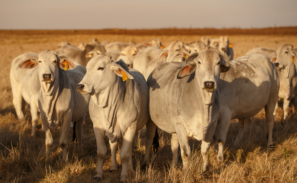 Pressure on Government to ban Brazilian beef and poultry imports 