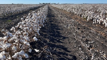 Boosting cotton production is part of a new $5.3 million collaborative industry partnership project in Queensland that will also target grain and pulse crops.