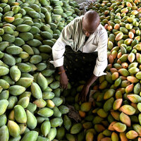 Mango Diplomacy blooms in Seattle: City set to relish India's prized Kesar mangoes as summer sunshine arrives