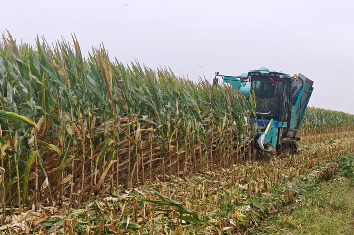 Farmers in east China race against rain to ensure autumn harvest