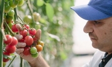 Better tasting tomatoes from Australian plant breeder