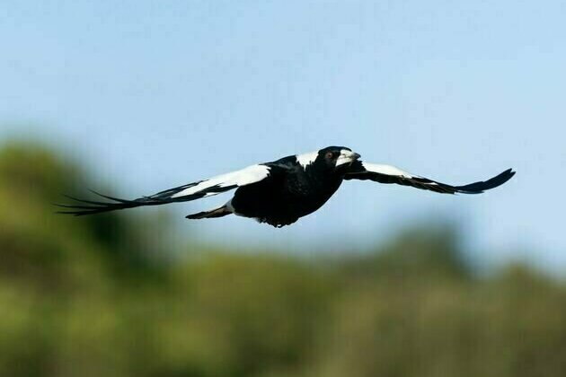 Magpies may not be a pesky Australian import - new research finds their ancestors thrived in NZ a long time ago