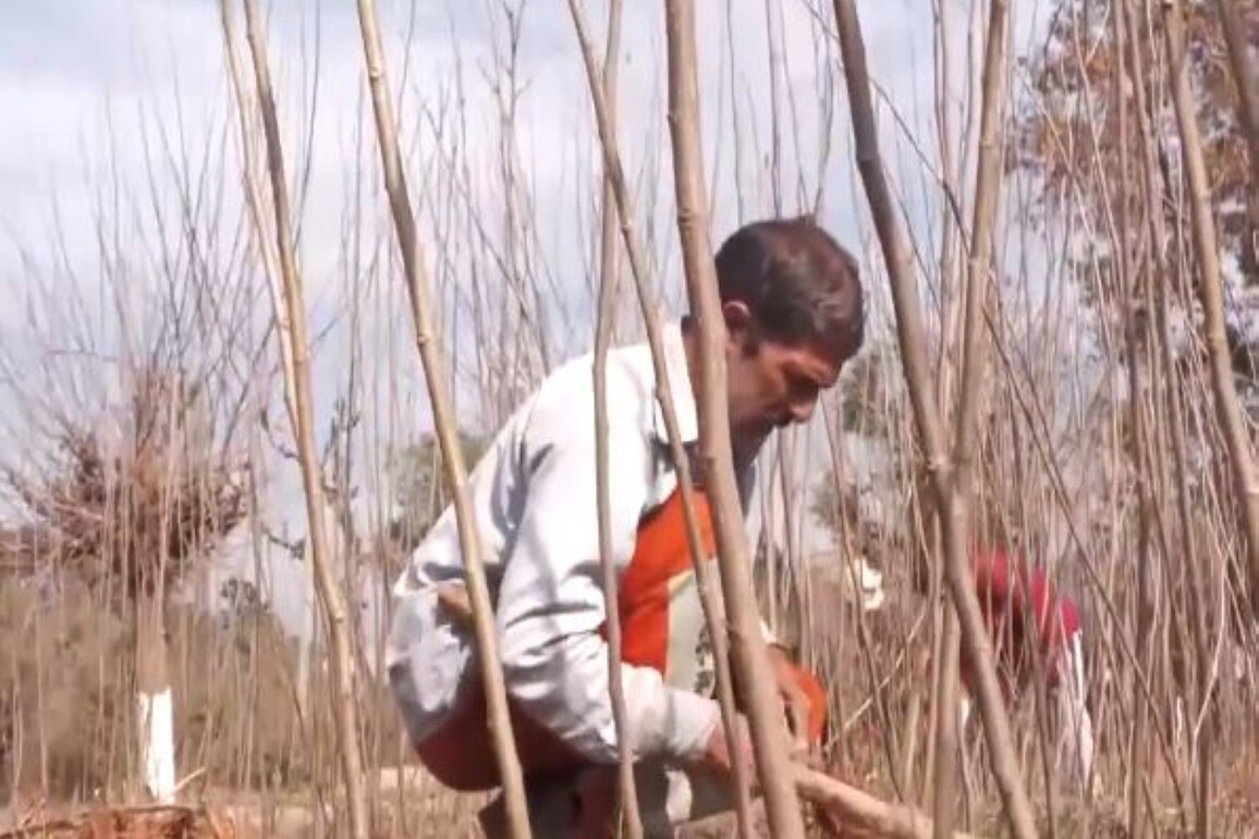 J-K:Over 1 lakh mulberry saplings distributed in Udhampur under HDB scheme