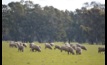  The sheep flock stood at 68 million head for the 2021 financial year, according to the ABS. Picture Mark Saunders.