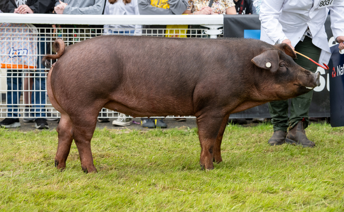 Royal Welsh pig supreme goes to Duroc