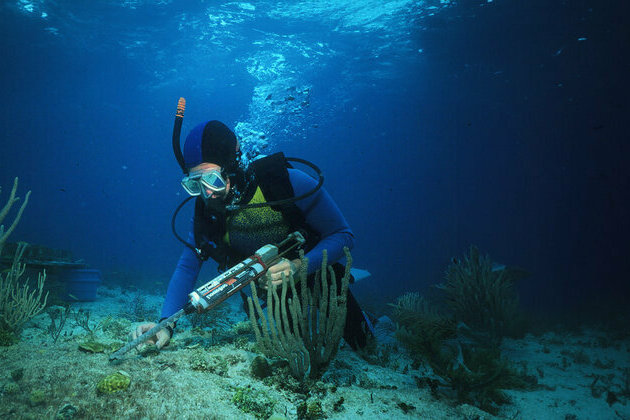 AD Ports Group issues 'Coral Relocation in the Arabian Gulf' report