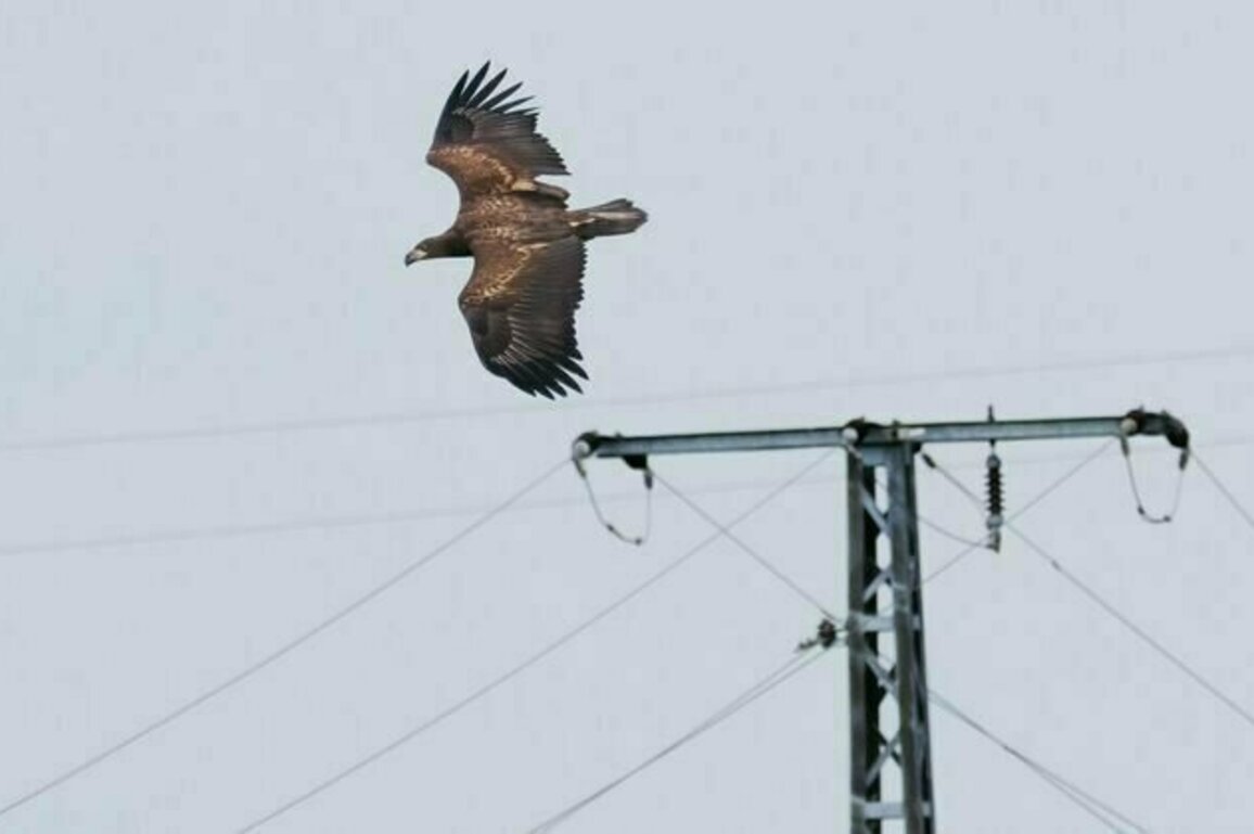 Overhead power lines kill millions of birds a year. Scientists found a way to help cut the devastating toll