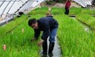 Waterlogging tolerant barley breakthrough