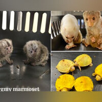 Mumbai customs foil wildlife smuggling attempt at Chhatrapati Shivaji airport