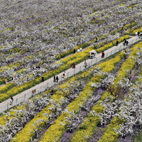 CHINA-HEBEI-PEAR BLOSSOMS-TOURISM (CN)