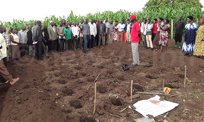Farmers get tips on maize planting techniques Farmers get tips on maize planting techniques