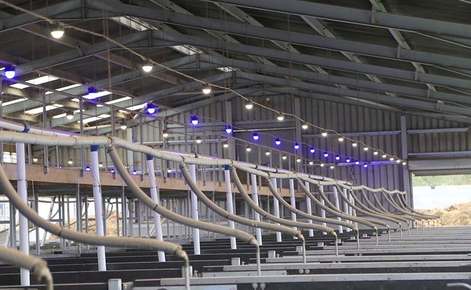 Farm buildings: Pig producer adds LED lighting to high welfare rearing shed