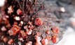 Vanadinite crystals mineral samples stock photo | Credit:Wirestock