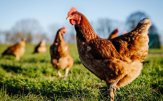 Scottish farmers required to register birds under monitoring scheme to protect public from avian influenza