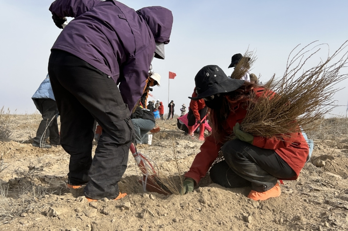 CHINA-GANSU-MINQIN-CREDIT POINTS-TREE-PLANTING (CN)