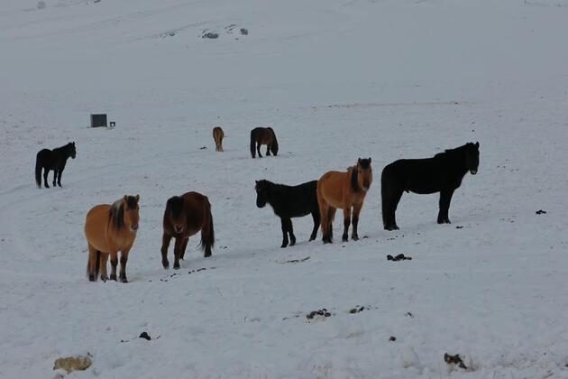 9 Mongolian provinces experience harsh wintry weather