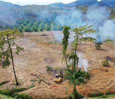 Corporates accused of failing to deliver 'meaningful progress' on tackling tropical deforestation