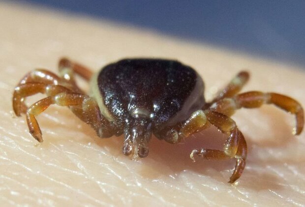 Monster ticks spreading across Europe media