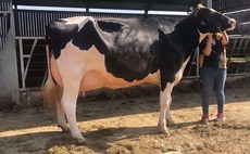 Holstein is overall champion of first online agricultural show