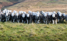 History of Herdwicks entwined with that of Lake District family farm