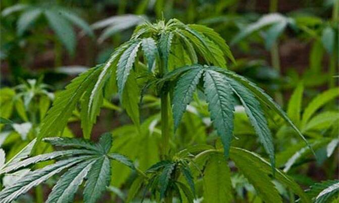 Israelis rejoice in weed from heaven Israelis rejoice in weed from heaven