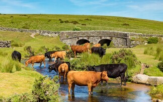 High Court rules Dartmoor Commons have been 'mismanaged' by overstocking