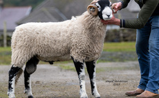 Swaledale rams sell to £42,000 at Hawes