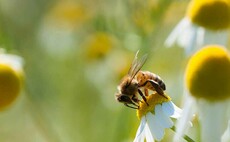 Farming Matters: "Nature should be integrated into the farming system itself, not relegated to the edges"