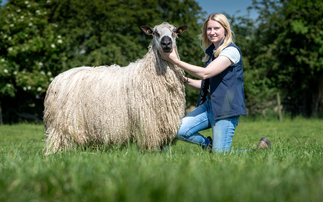 Showring success proves the future is bright for Teeswater sheep 