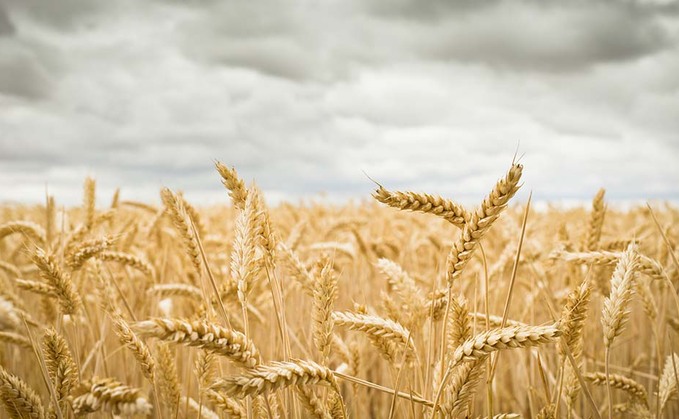 Wheat futures hit record highs