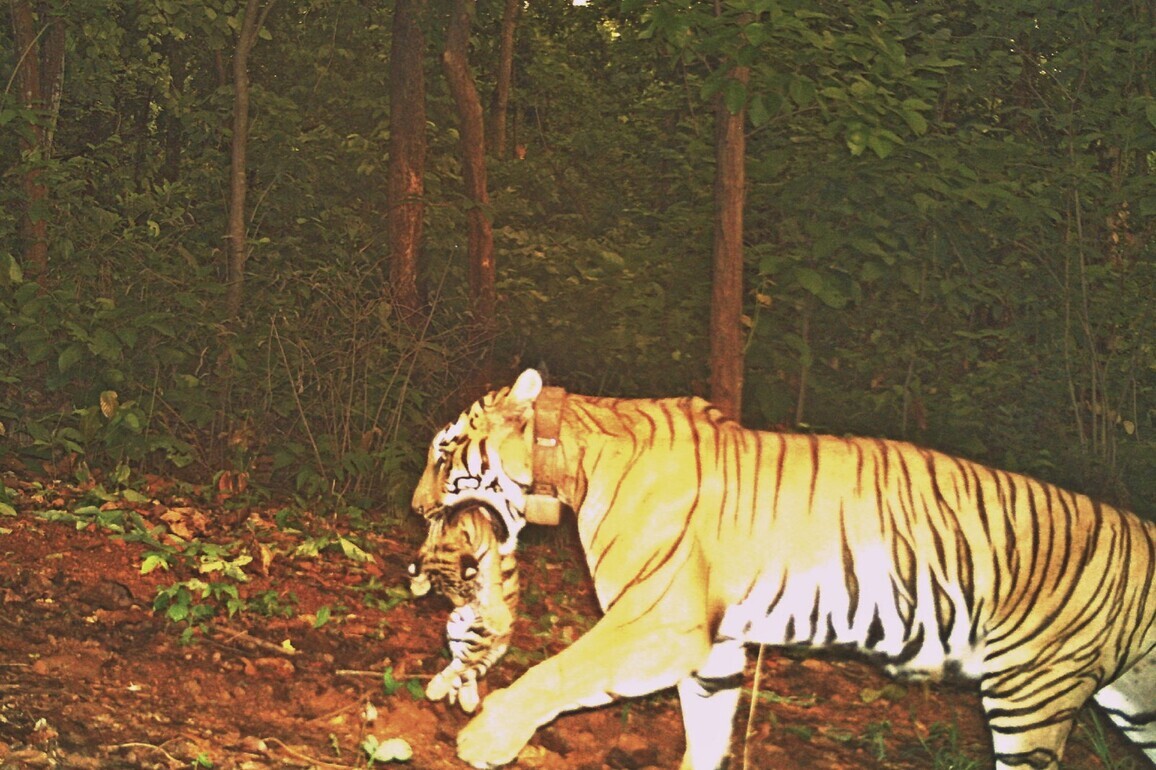 Odisha: Tigress 'Jinath' gives birth to four cubs in Similipal