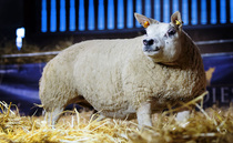 Little Bo Peep leads Woodies sale