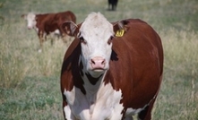 Beef industry lowers environmental impact