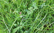 Herbal ley course launched to guide farmers with varieties, establishment and maintenance