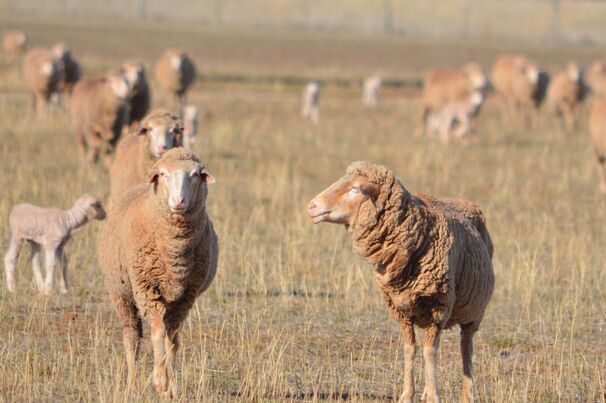 Australian sheep, lamb and goat meat will be subject to the new 12.5 per cent tariff.