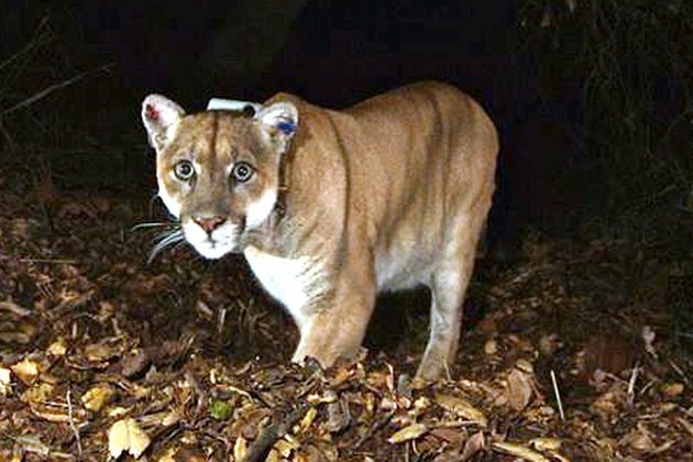 Beloved &#039;Hollywood Cat&#039; Mountain Lion Euthanized in Los Angeles