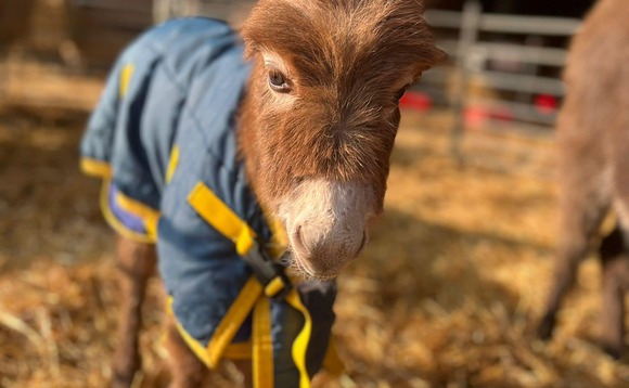Moon the donkey was stolen from Hampshire with police keen to reunite the animal with her owners